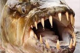 حیوانات دارای قوی ترین آرواره معرفی شدند