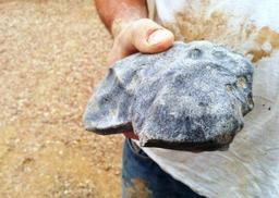 کشف شهاب سنگی پیرتر از زمین در استرالیا