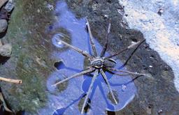 در استرالیا کشف شد: عنکبوتی که شنا میکند و ماهی میخورد