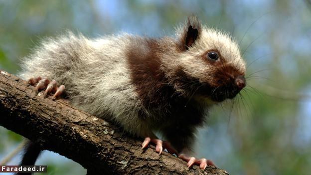 آیا می دانید بزرگترین  موش جهان کجا زندگی می‌کند؟