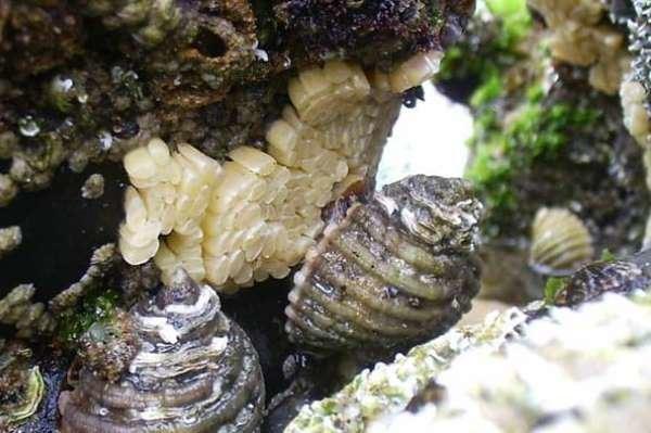 شناسایی درمان سرطان با حلزون دریایی توسط محققین استرالیایی