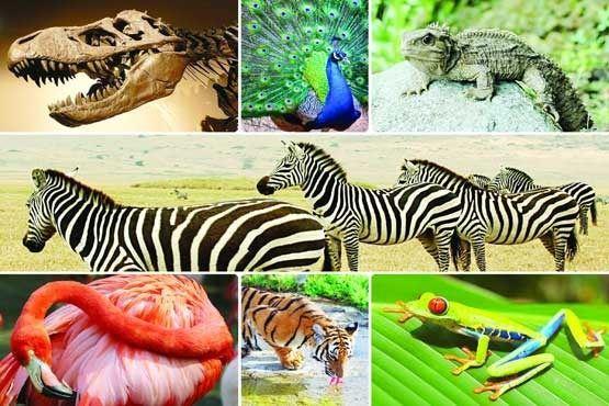 استرالیا در لیست 10 کشوری که بالاترین نرخ تنوع زیستی برخوردار هستند