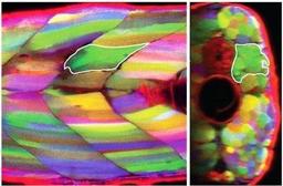 دانشمندان استرالیای توانسته‌اند نخستین مراحل در بازسازی عضلات را کشف کنند