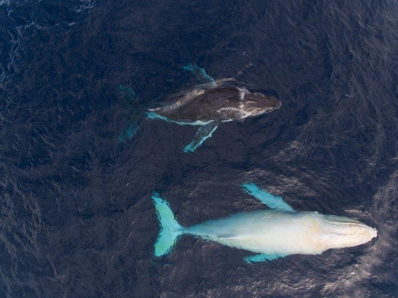 تصاویر خیره کننده ای از گونه نادر نهنگ گوژپشتِ سفید در آبهای استرالیا