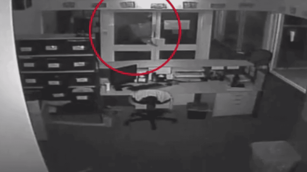 چهار مرد استرالیای در اقدامی نامعلوم سه کورکودیل زنده را در دبیرستانی رها کردند