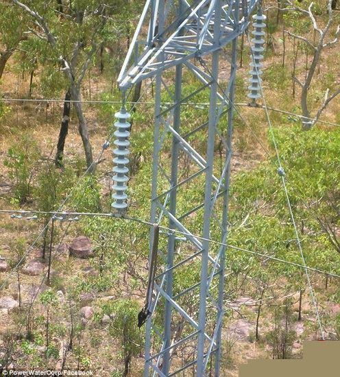 یک مار سمی باعث خاموشی برق داروین استرالیا شد