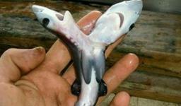 کوسۀ آبی رنگ  با دو سر در سواحل استرالیا