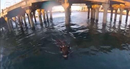  دو گاو استرالیایی برای آزادی خود به داخل دریا شیرجه زدند