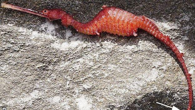  اژدهای یاقوتی در غرب استرالیا مشاهده شد 