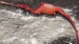  اژدهای یاقوتی در غرب استرالیا مشاهده شد 