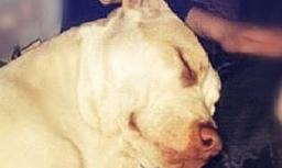 مادر استرالیایی فرزندان خود را در رودخانه غرق کرد