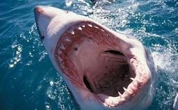 حمله "کوسه " به دختر جوان استرالیایی 