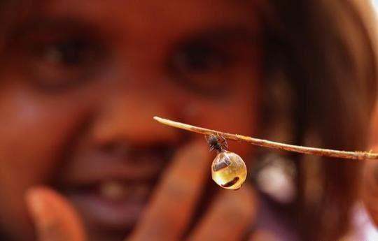 مورچه های که در استرالیا عسل تولید می کنند!!همراه با گالری تصویری