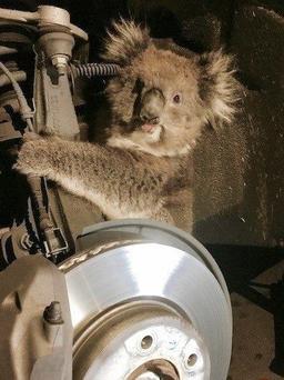 نجات " کوآلا" از بین چرخ‌های یک اتومبیل در استرالیا 