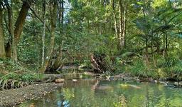 گردشگری استرالیا/سیدنی ...ایالت نیو ساوت ولز/ منطقه حفاظت شده جنگل ویان ویان ( Whian Whian State Conservation Area )