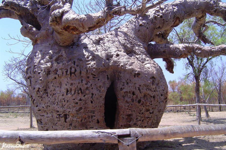 گردشگری استرالیا /پرت(شهر دربی،Derby) ...استرالیای غربی/ درخت بائوباب زندان دربی ( Boab Prison Tree, Derby )