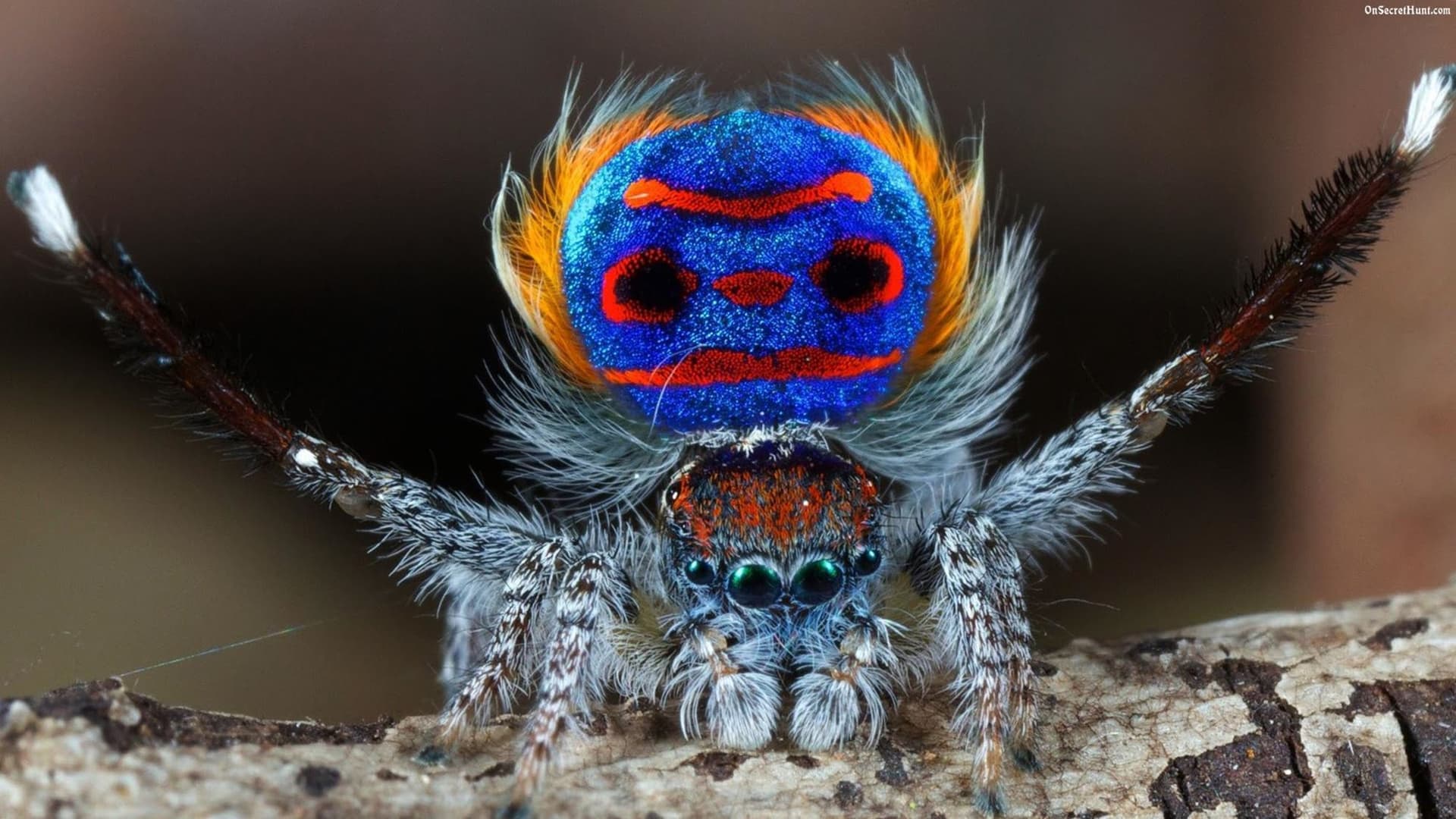 با "peacock spider" زیباترین عنکبوت در استرالیا  آشنا شوید