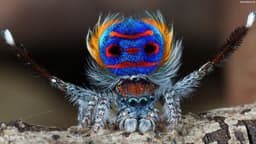 با "peacock spider" زیباترین عنکبوت در استرالیا  آشنا شوید