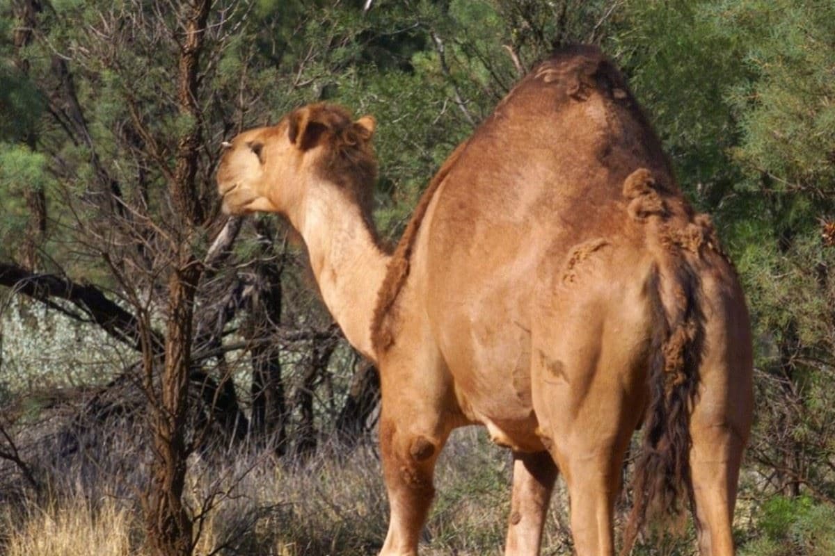 هجوم گله‌ای شتر به مناطق بومی استرالیا پس از آتش سوزی های گسترده و تشدید خشکسالی‌ها 