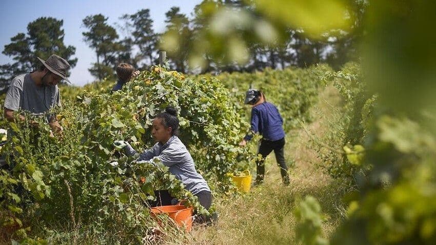 تمدید ویزای کارگران خارجی در استرالیا