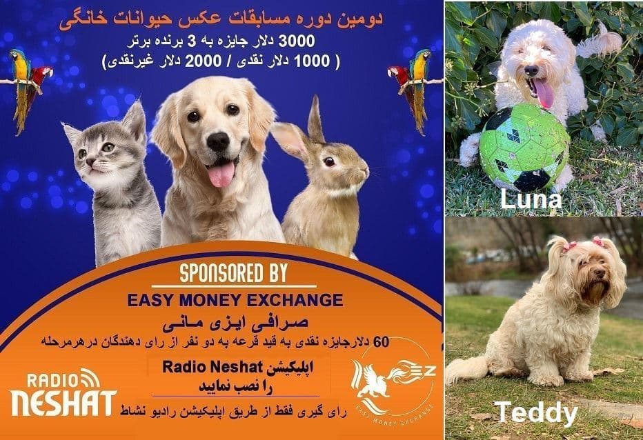 آغاز سری پنجم رای گیری/ Luna و Teddy در مرحله چهارم رای گیری به فینال دومین دوره مسابقه عکس حیوانات خانگی رادیو نشاط راه پیدا کردند.