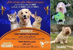 آغاز سری پنجم رای گیری/ Luna و Teddy در مرحله چهارم رای گیری به فینال دومین دوره مسابقه عکس حیوانات خانگی رادیو نشاط راه پیدا کردند.