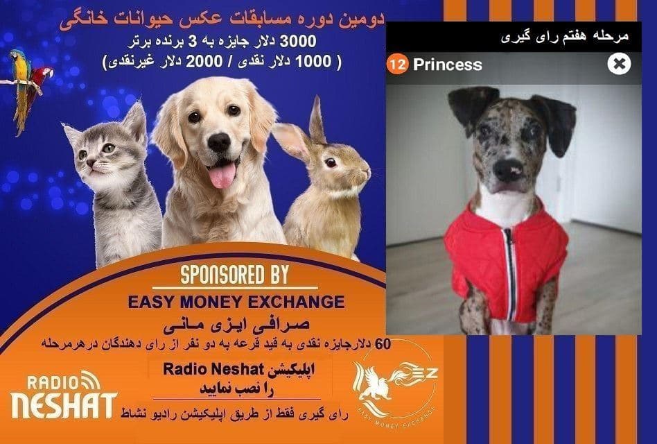 آغاز سری هشتم و آخرین سری عکس برای رای گیری/ Princess در مرحله هفتم رای گیری به فینال دومین دوره مسابقه عکس حیوانات خانگی رادیو نشاط راه پیدا کرد