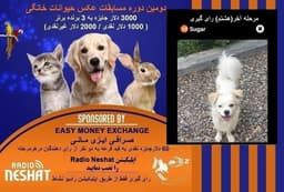 در آخرین مرحله (هشتم) Sugar به فینال دومین دوره مسابقه عکس حیوانات خانگی رادیو نشاط راه پیدا کرد