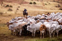 فروش بزرگترین دامداری استرالیا به سرمایه گذار انگلیسی