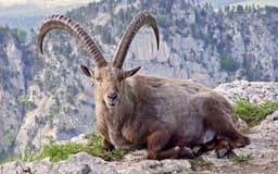 سه سال حبس برای شکارچی بز کوهی در ایران