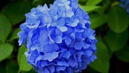اهمیت گل‌های آبی‌رنگ برای زنبورهای عسل