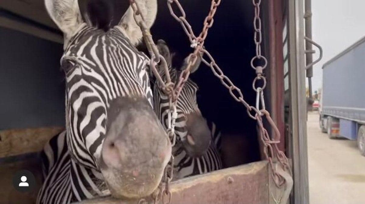 مرگ دومین گورخر آفریقایی باغ‌ وحشی در ایران
