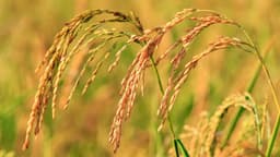 سهم 3 درصدی ایران از تولید ضایعات غذایی و کشاورزی دنیا