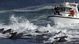 کشتار ۱۴۰۰ دلفین در جزایر فارو