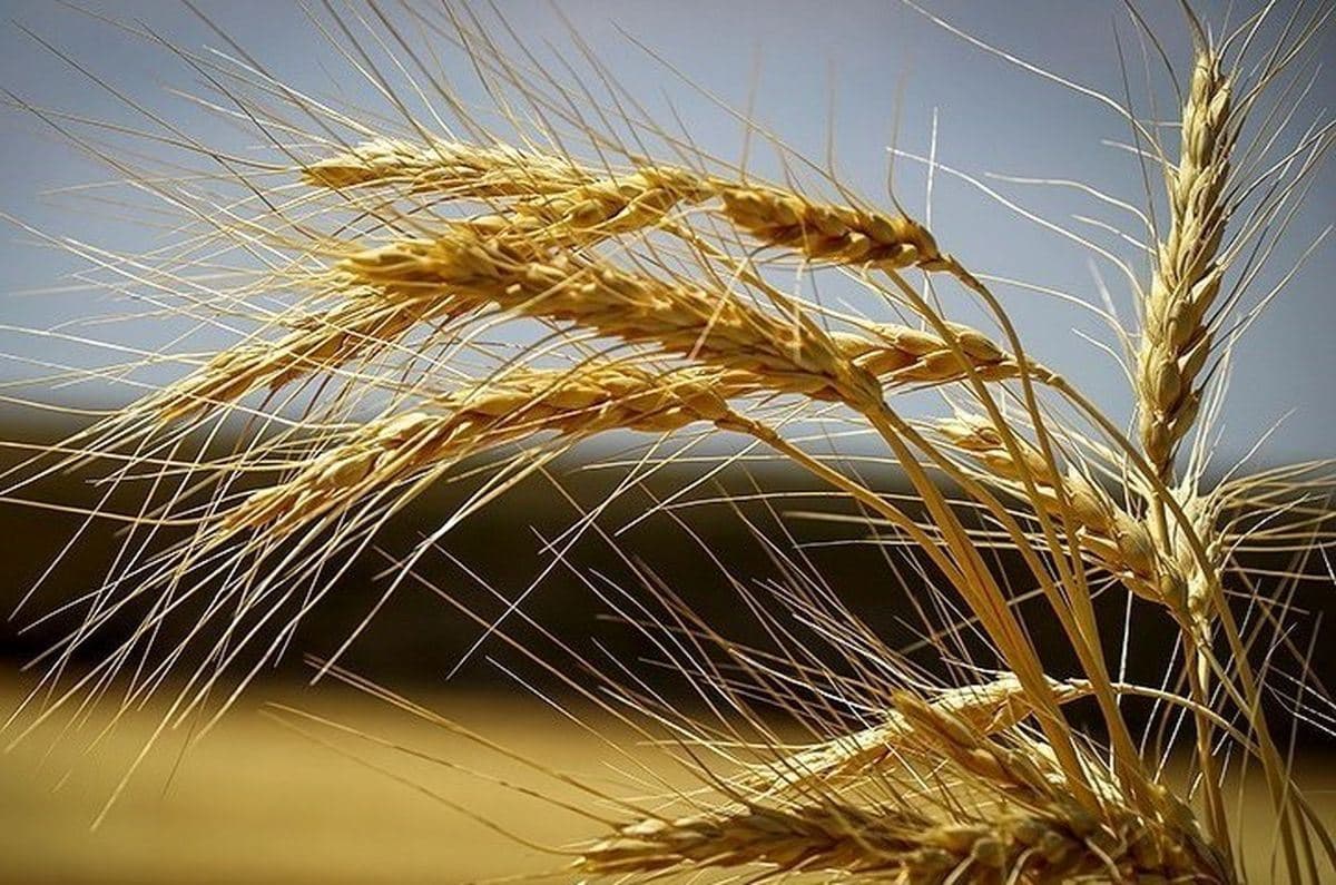 افزایش قیمت گندم هم‌زمان با حمله روسیه به اوکراین