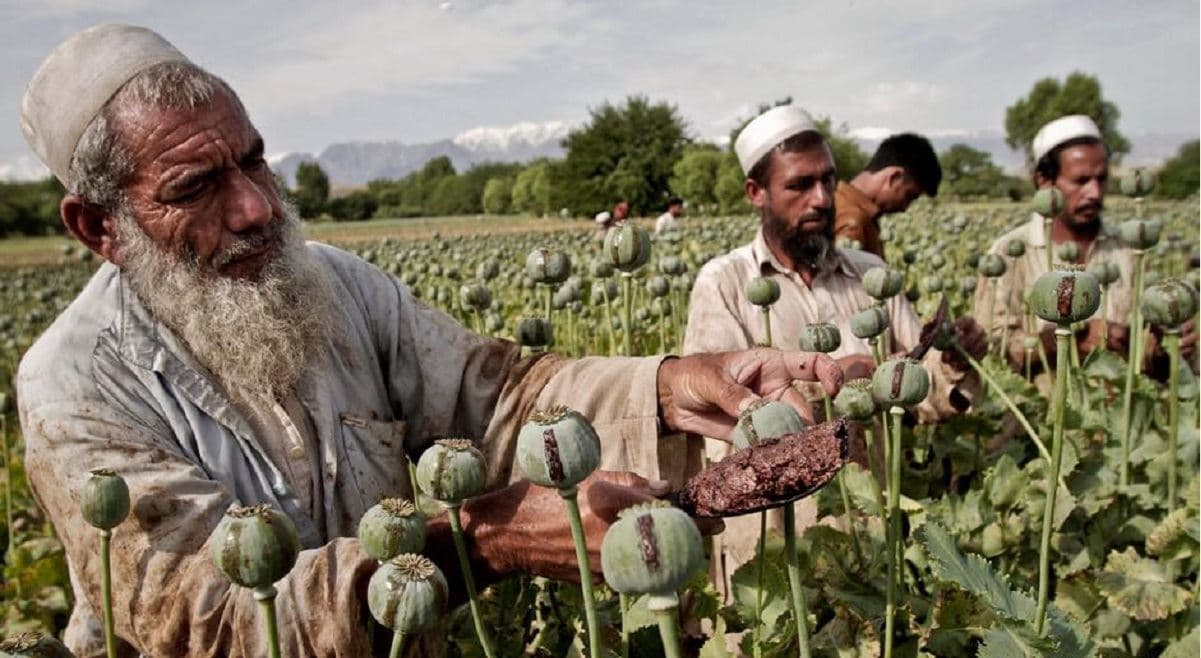 کشت مواد مخدر در افغانستان ممنوع شد