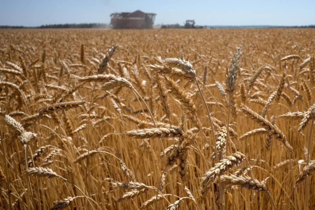 واردات پنج میلیون تن گندم از روسیه توسط ایران