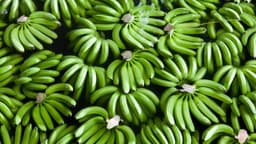 کاهش ۶۰ درصدی ریسک ابتلا به انواع سرطان با مصرف موز سبز