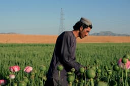 طالبان: افزایش 32 درصدی تولید تریاک دروغ است