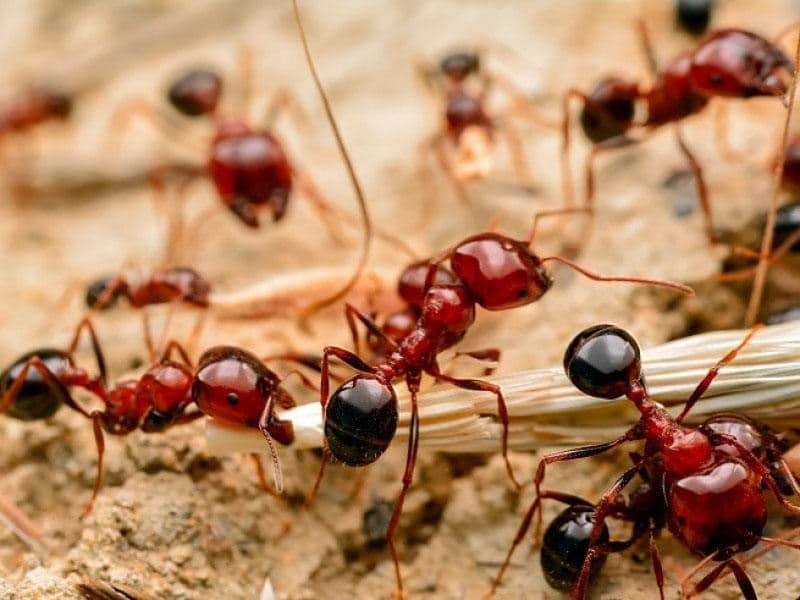 مورچه‌های قرمز آتشین؛ تهدیدی جدی برای استرالیا