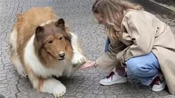 هزینه ۱۲ هزار یورویی یک مرد ژاپنی، برای تبدیل شدن به سگ!