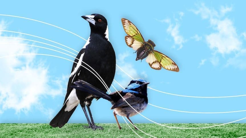 رای بالا به یک کلاغ به عنوان خوش‌آوازترین حیوان استرالیا!