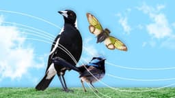 رای بالا به یک کلاغ به عنوان خوش‌آوازترین حیوان استرالیا!