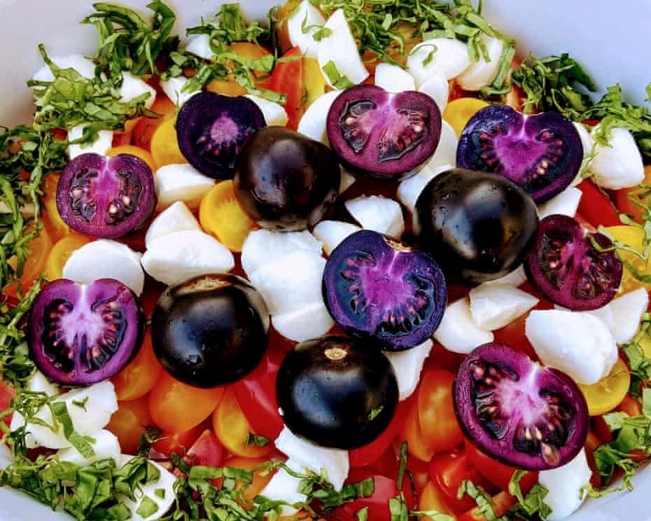 صدور مجوز فروش گوجه‌فرنگی بنفش اصلاح‌شده ژنتیکی در استرالیا