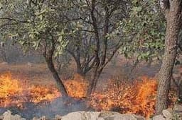 آتش‌سوزی دوباره در آبیدر سنندج کمتر از ۲۴ ساعت پس از مهار آن