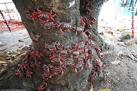 میلیونها خرچنگ به خیابانهای جزیره کریسمس در استرالیا آمدند