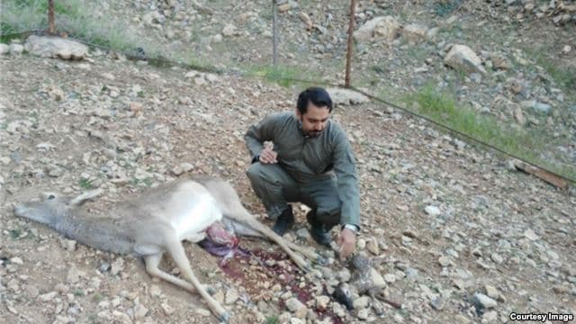 گوزن باردار و کمیاب زرد ایرانی در لرستان سنگسارشد