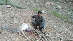گوزن باردار و کمیاب زرد ایرانی در لرستان سنگسارشد