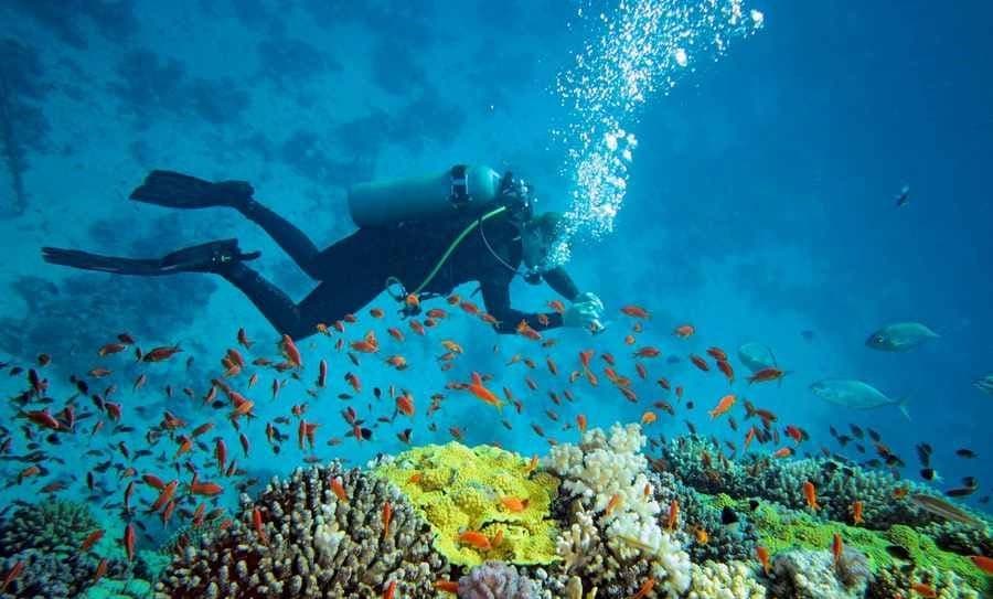 یک میلیارد دلار میزان ضرر و زیان ناشی از کاهش گردشگری بزرگترین دیواره های مرجانی جهان در کشور استرالیا.....................