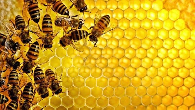   با خواص درمانی عسل برای بیماران بیشتر آشنا شوید